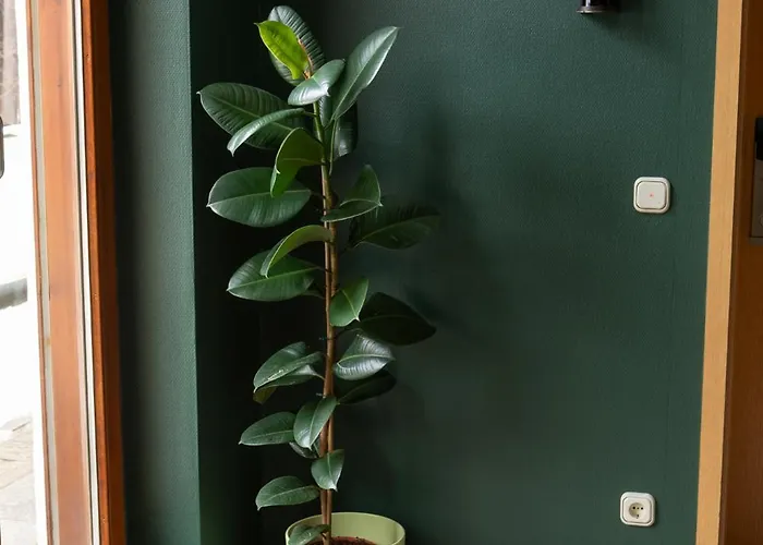 Hideauts Der Rosengarten